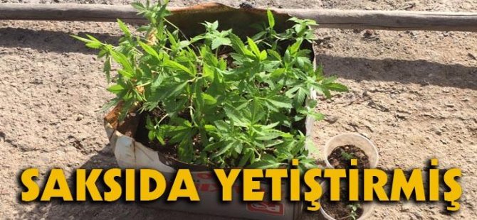 Nazilli'de 84 Kök Hint Keneviri Yakalandı!
