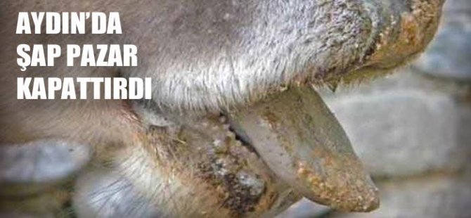 Aydın'da ŞAP pazar kapattırdı