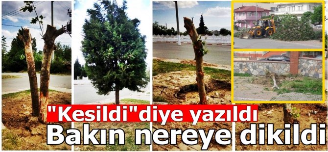 Garajdan sökülen ağaçlar, Mezarlığa dikildi
