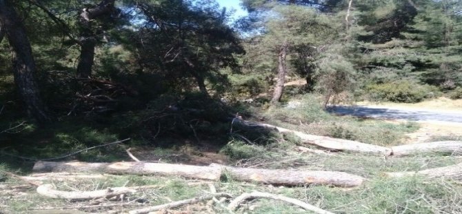 Bal Ormanları kurulurken,Yenipazar'da bal üreten çamlar kesildi..