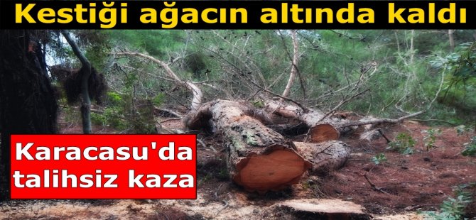 Kestiği ağacın altında kaldı