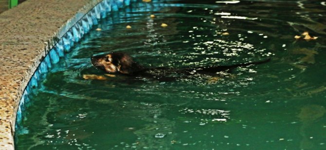 Sıcaktan bunalan köpek havuza atladı