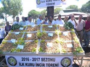 Sezonun İlk İnciri Törenle Alındı
