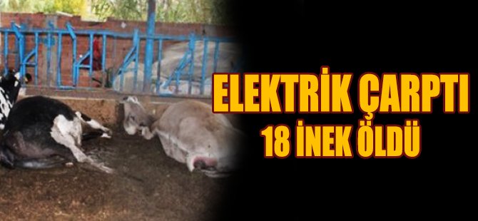 Elektrik Çarptı 18 İnek Öldü