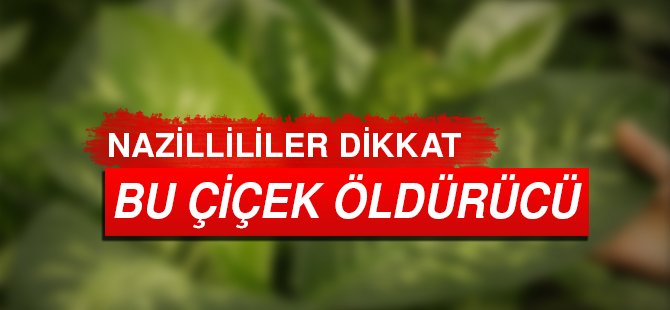 Bu çiçek öldürüyor