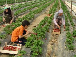 Turfanda Çilek Hasadı Başladı