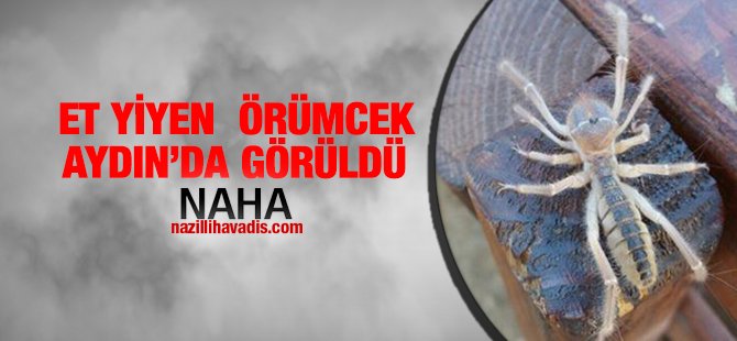 O örümcek Aydın'da görüldü