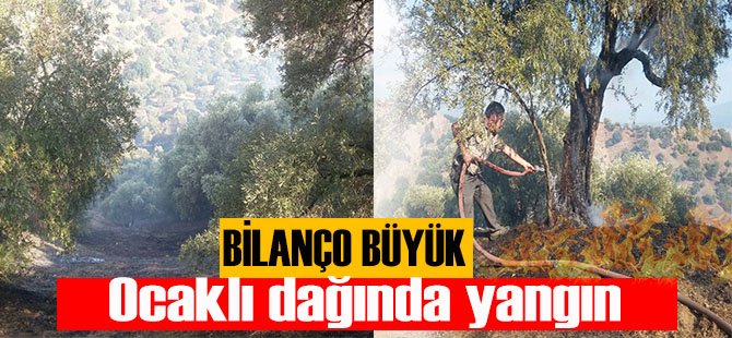 Zeytin Ağaçları Küle Döndü