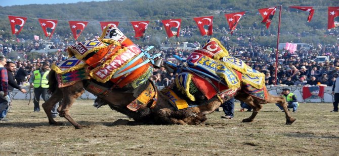 Deve güreşlerinin tarihleri belli oldu