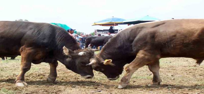 GÜREŞİ KAYBEDEN BOĞA SAHİBİNİ YARALADI