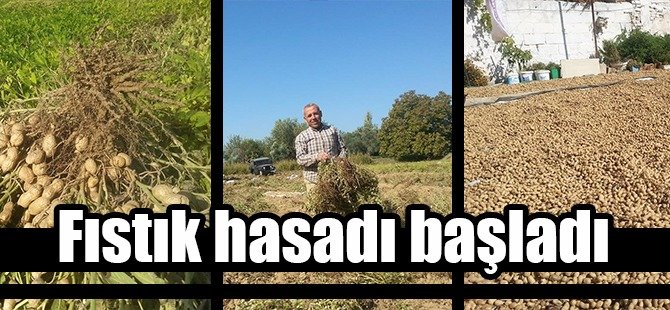 Nazilli’de yer fıstığı hasadı başladı