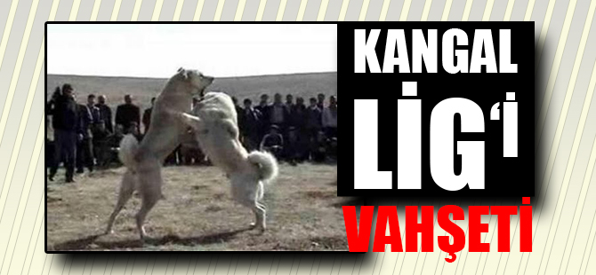 Vahşet! Kangal Lig’i...