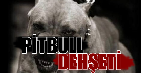 Başıboş Pitbull Dehşeti