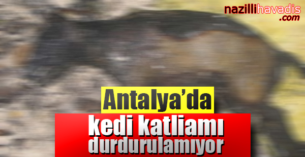 Antalya’da Kedi Katliamı Durdurulamıyor