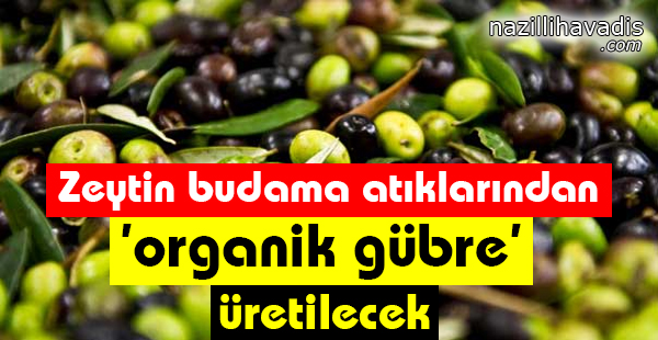 Zeytin Budama Atıklarından 'organik gübre' Üretilecek