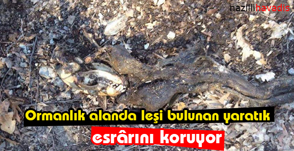 Ormanlık alanda leşi bulunan yaratık esrarını koruyor