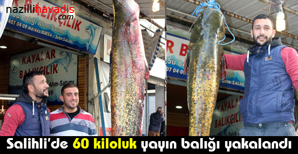 Salihli'de 60 kiloluk yayın balığı yakalandı