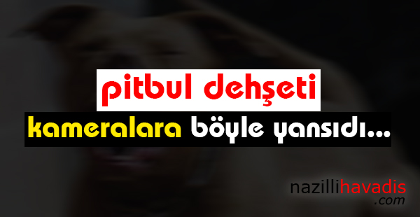 Bursa’da pitbul dehşeti kameralara böyle yansıdı...