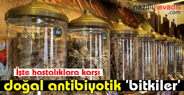 İşte hastalıklara karşı doğal antibiyotik 'bitkiler'