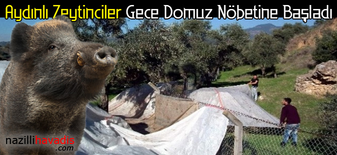 Aydınlı Zeytinciler Gece Domuz Nöbetine Başladı