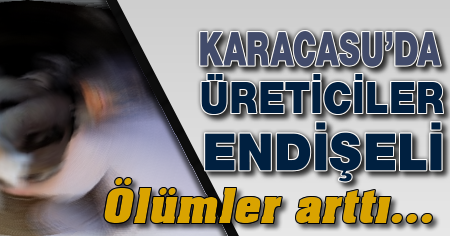 Karacasu'da üreticiler endişeli...