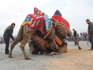 Pehlivan Develer Arenaya İndi
