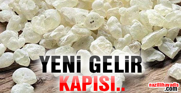 Yeni gelir kapısı...