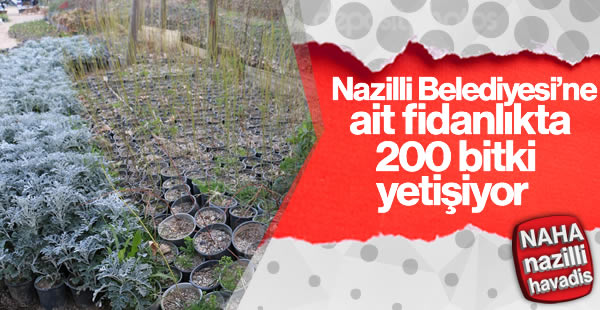 Fidanlıkta 200 çeşit bitki yetiştiriliyor