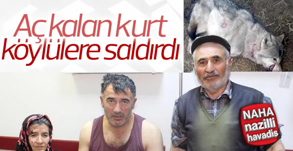 Aç kalan kurt köye indi: 4 yaralı