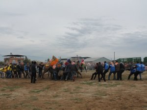 Urgancılar Güreşen Develerden Daha Fazla Yoruldu