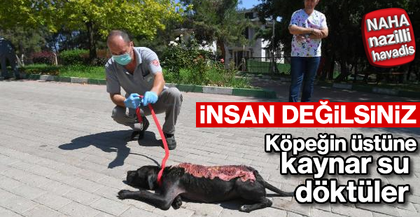 Üzerine kaynar su dökülen köpek tedavi altında