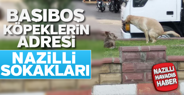 Başıboş köpeklerin adresi; Nazilli sokakları