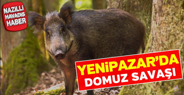 Yenipazar'da domuz savaşı