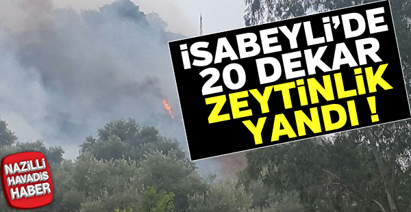 İsabeyli'de 20 dekar zeytinlik yandı!