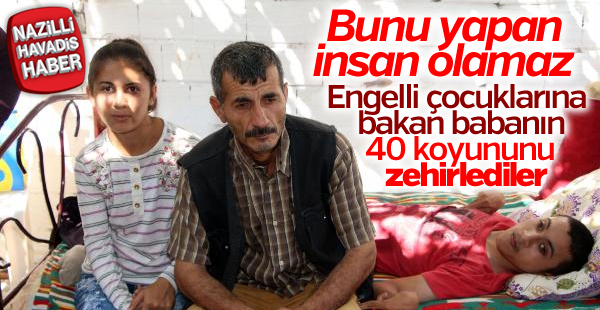 Besicinin 40 koyunu telef oldu