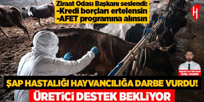 Şap hastalığı hayvancılık sektörüne darbe vurdu! Üretici devletten destek bekliyor
