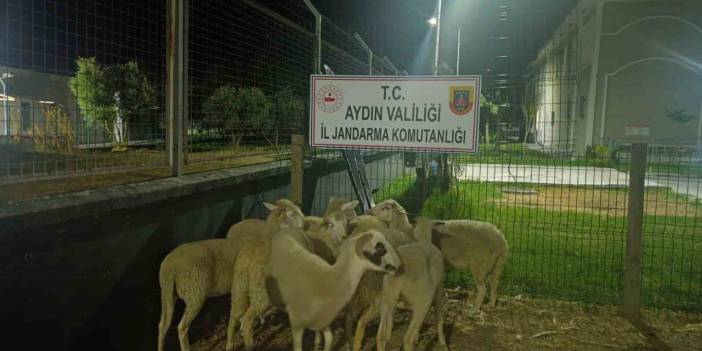 15 koyun çalındı! Hırsızlık şüphelisi tutuklandı