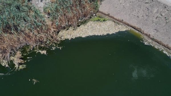 buyuk-menderes-nehri-ndeki-toplu-balik-olumle-2-14242893-o.jpg