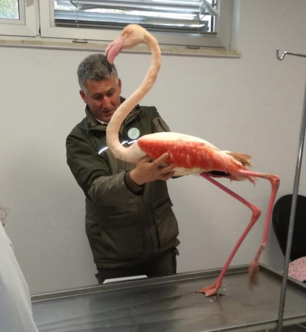bacagi-kirilan-flamingo-tedaviye-alindi-9660-dhaphoto2.jpg