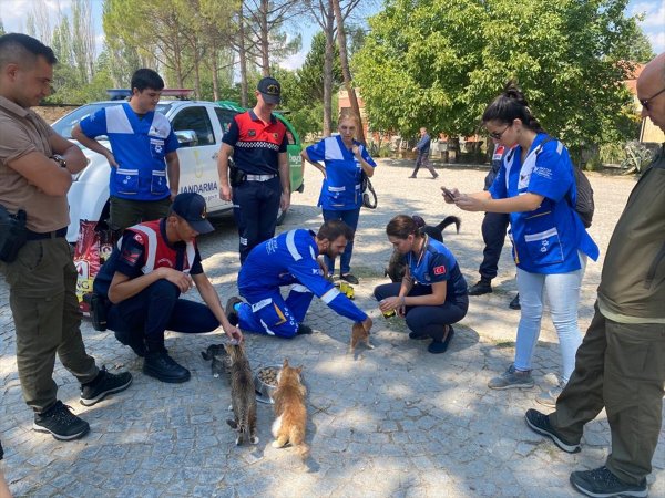 aa-20220905-28818324-28818323-aydinda-jandarma-ekipleri-sahipsiz-hayvanlar-icin-dogaya-mama-birakti.jpg