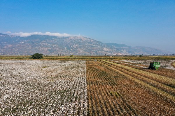 aa-20221108-29381528-29381502-ekim-alani-artan-pamugun-hasadinda-sona-gelindi.jpg