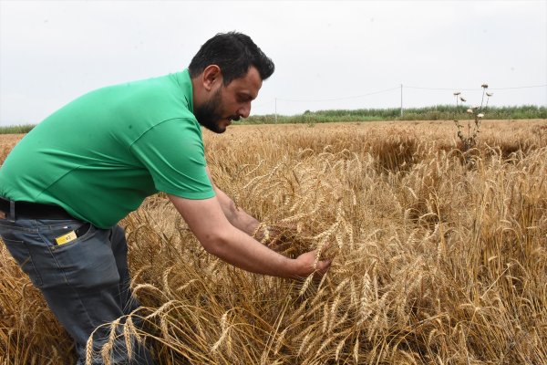 aa-20230612-31407834-31407830-germencikli-uretici-bugdayda-yuksek-rekolte-bekliyor.jpg