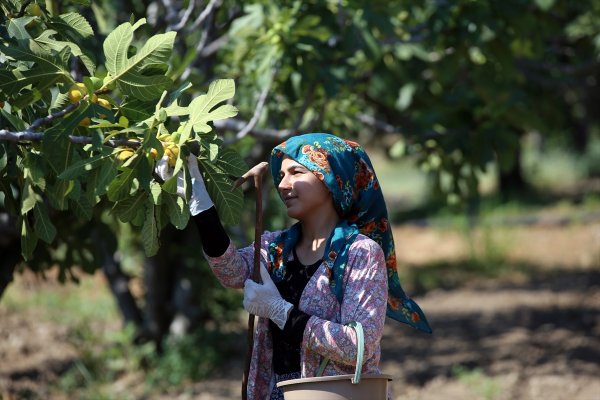 aa-20230808-31873316-31873304-asiri-sicaklarin-etkili-oldugu-aydinda-taze-incir-rekoltesinde-dusus-bekleniyor.jpg
