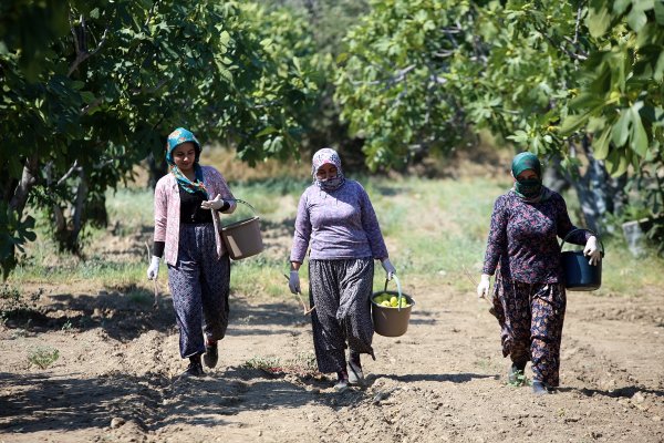 aa-20230808-31873316-31873309-asiri-sicaklarin-etkili-oldugu-aydinda-taze-incir-rekoltesinde-dusus-bekleniyor.jpg