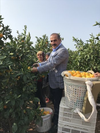 aa-20230809-31882911-31882910-egenin-narenciye-uretiminde-yuksek-artis-bekleniyor.jpg