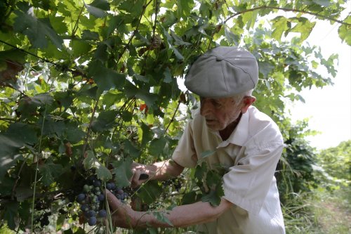 aa-20230906-32083464-32083445-91-yasindaki-manisali-ciftci-topraktan-kopamiyor.jpg