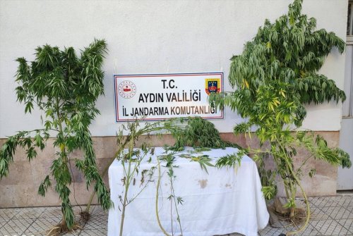aa-20230908-32101910-32101909-aydinda-4-bin-277-kok-hint-keneviri-ele-gecirildi.jpg