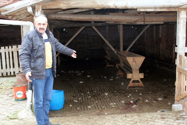 aa-20240102-33336936-33336934-kutahyada-sahipsiz-kopekler-20-kucukbas-hayvani-telef-etti.jpg