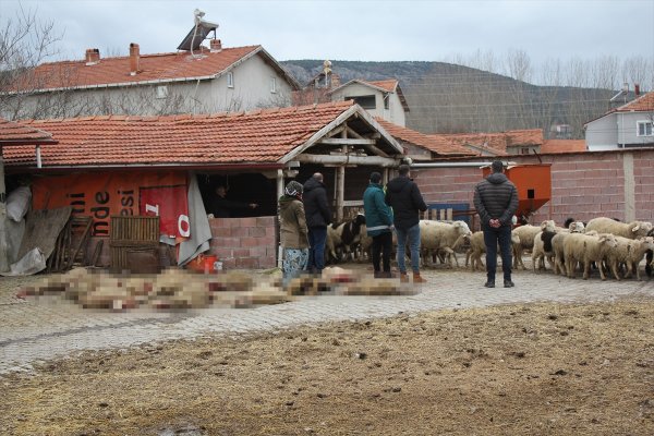 aa-20240102-33336936-33336935-kutahyada-sahipsiz-kopekler-20-kucukbas-hayvani-telef-etti.jpg