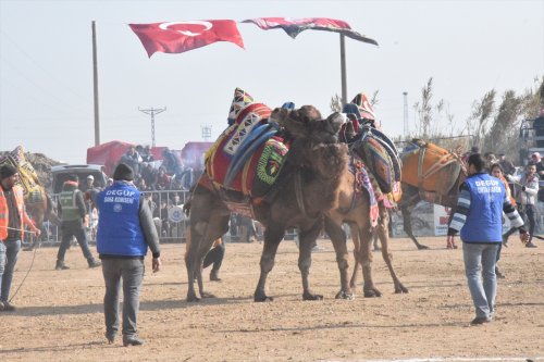 aa-20240204-33613257-33613255-yenipazarda-deve-guresi-festivali-yapildi.jpg